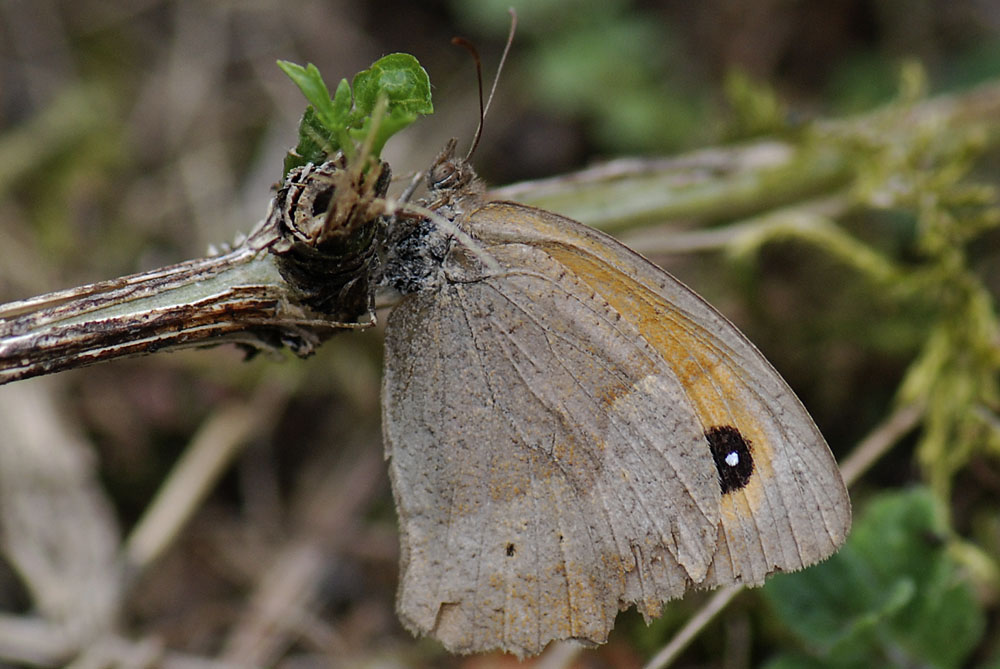 Pyronia tithonus?